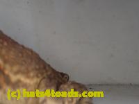 /home//u458753944/public_html/sourcegallery///////////////////////////Roxborough Toad Detour/2013-2019/2017/P4110685.JPG